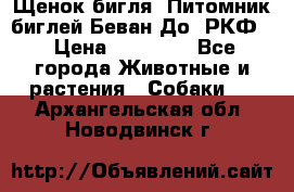 Щенок бигля. Питомник биглей Беван-До (РКФ) › Цена ­ 20 000 - Все города Животные и растения » Собаки   . Архангельская обл.,Новодвинск г.